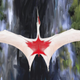 Artist’s depiction of Cryodrakon boreas, featuring Canadian colors in honor of where the fossils were found. The true colors of of the species aren’t actually known.